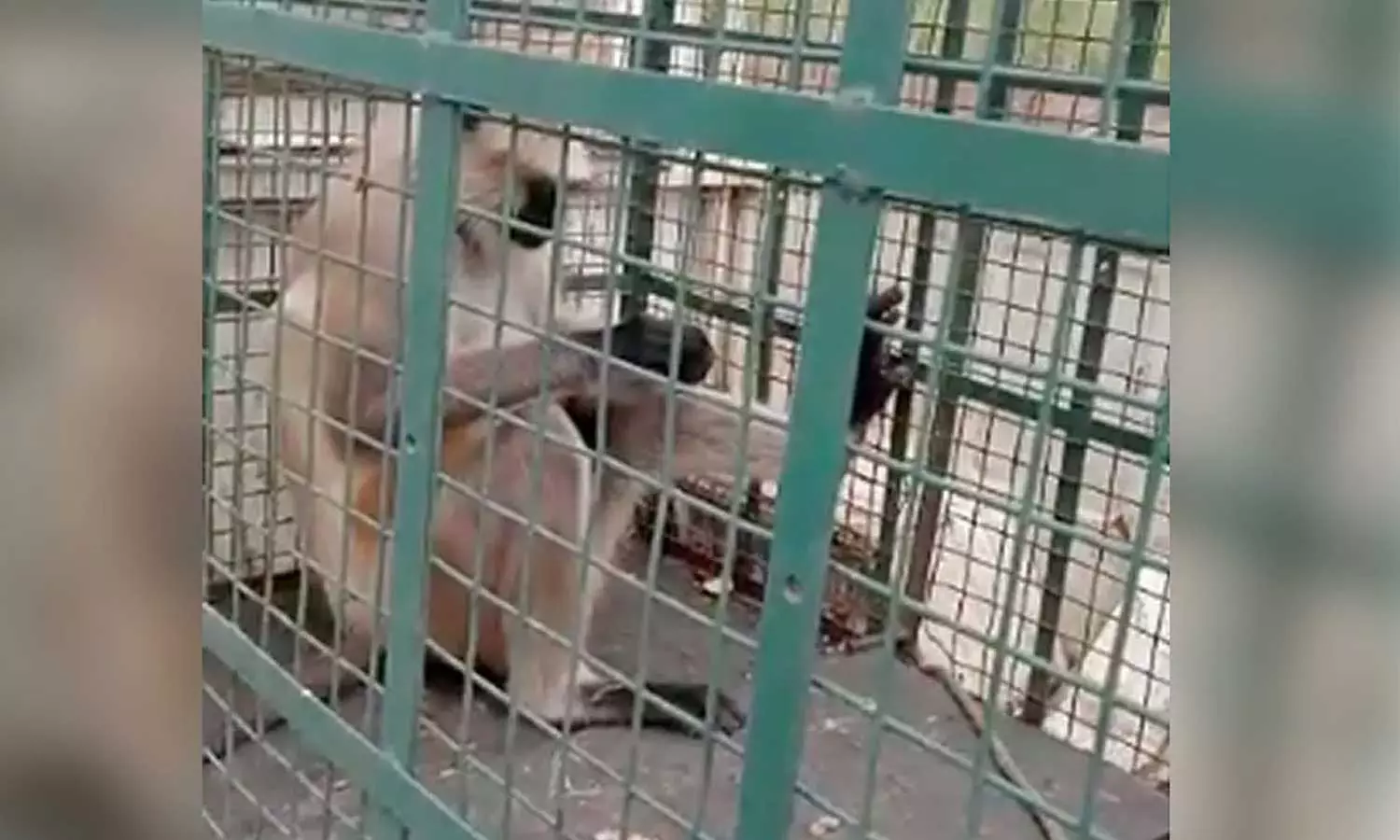 Monkey attack, cash prize of ₹ 21,000,Capture Of Monkey After 20 Attacks Ends Madhya Pradesh Towns Days Of Fear,Monkey  Attacks Madhya Pradesh,തലക്ക് 21,000 രൂപ പാരിതോഷികം പ്രഖ്യാപിച്ച കുപ്രസിദ്ധ കുരങ്ങ് ഒടുവിൽ പിടിയിൽ