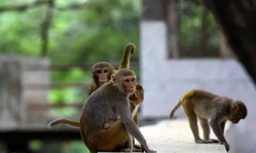 9 arrested for poisoning monkeys in Udham Singh Nagar