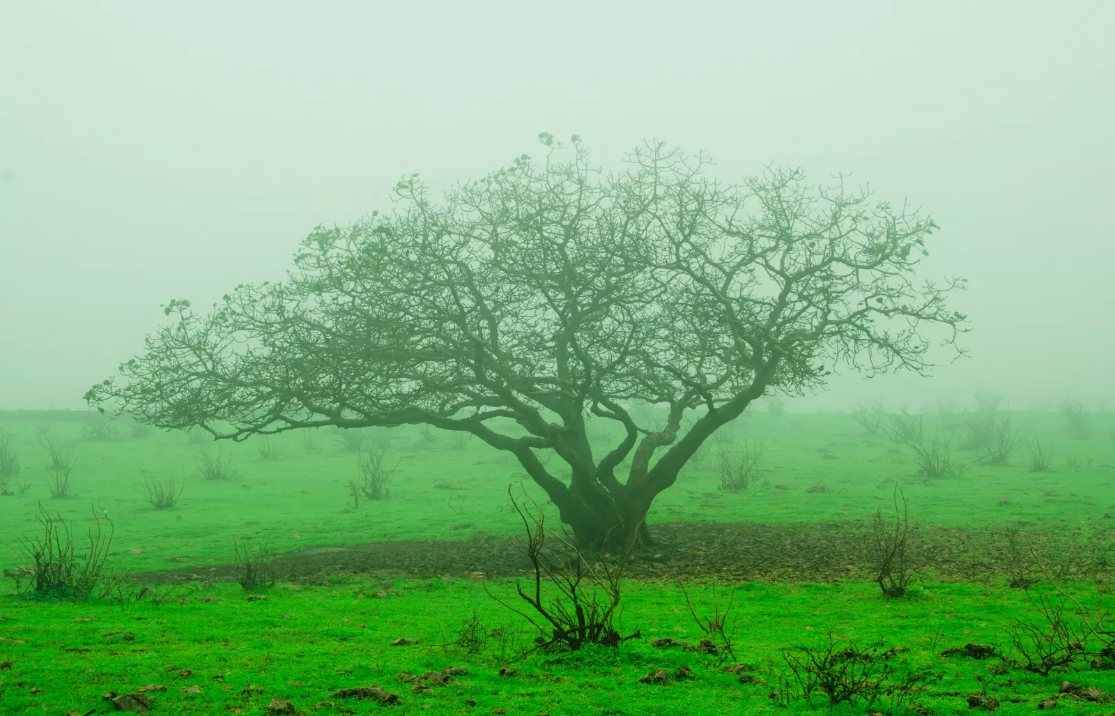 Khareef Dhofar Khareef Dhofar
