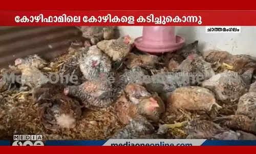 dog attack on chicken farm