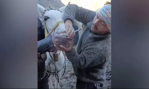 Police File Case After Video Of Horse Being Forced To Smoke Goes Viral