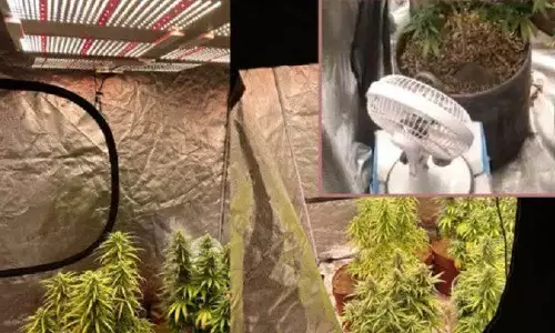 Malayali held for ganja cultivation in Shivamogga, Medical students arrested for Ganja cultivation in flat in Karnataka, Ganja cultivation in flat