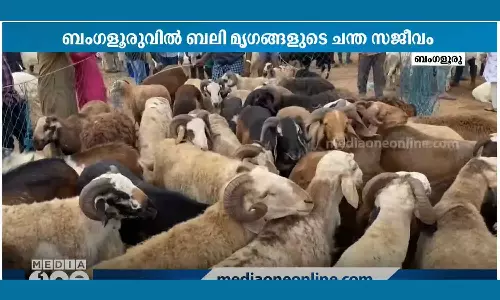 The market for sacrificial animals is active in Bengaluru