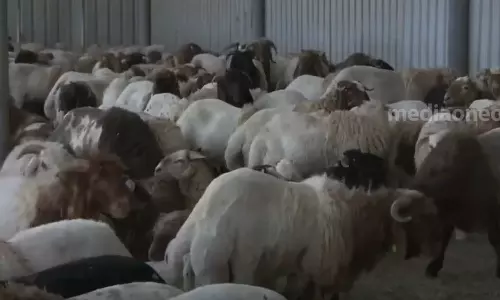 പെരുന്നാള്‍ വിപണി; കുവൈത്തില്‍ ആടിന് വില കൂടുന്നു.