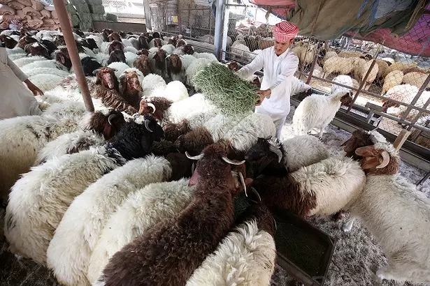 Goat prices in Kuwait Goat prices in Kuwait