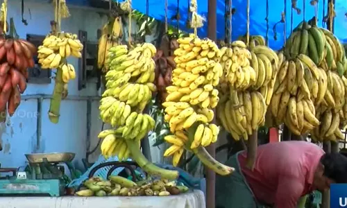 Banana prices hike in kerala,Banana price hike in kerala,latest malayalam news,സംസ്ഥാനത്ത് നേന്ത്രപ്പഴവിലയും കുതിച്ചുയരുന്നു,നേന്ത്രപ്പഴവില,വിലക്കയറ്റം, Banana prices hike in kerala,Banana price hike in kerala,latest malayalam news,സംസ്ഥാനത്ത് നേന്ത്രപ്പഴവിലയും കുതിച്ചുയരുന്നു,നേന്ത്രപ്പഴവില,വിലക്കയറ്റം,