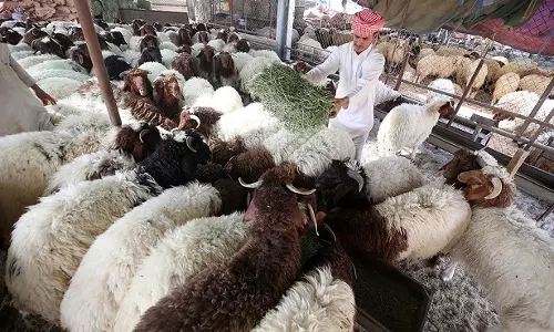 Goat prices in Kuwait Goat prices in Kuwait