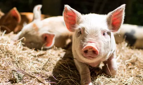 African swine fever confirmed again in Idukki