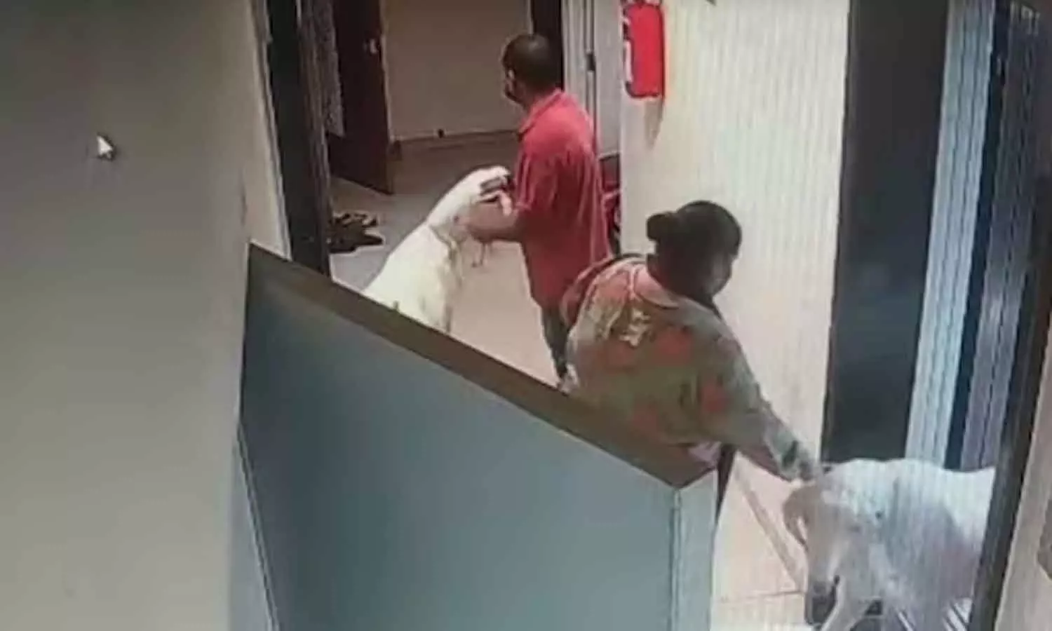 Man Brings Goats Home for Sacrifice Neighbours Recite Hanuman Chalisa to Protest