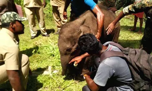 baby elephant  died In Attapadi ,latest malayalam news,അട്ടപ്പാടിയിൽ ആനക്കൂട്ടം ഉപേക്ഷിച്ച കുട്ടിയാന ചരിഞ്ഞു