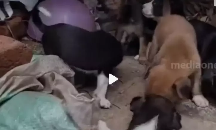 dog attack dog attack