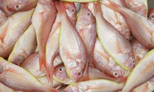 fish kerala