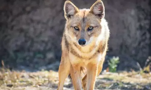 Four people were injured, one critically, after being bitten by a fox in Modakallur, Kozhikode,latest news,കോഴിക്കോട് മൊടക്കല്ലൂരില്‍ കുറുക്കന്റെ കടിയേറ്റ് നാല് പേർക്ക് പരിക്ക്, ഒരാളുടെ നില ​ഗുരുതര