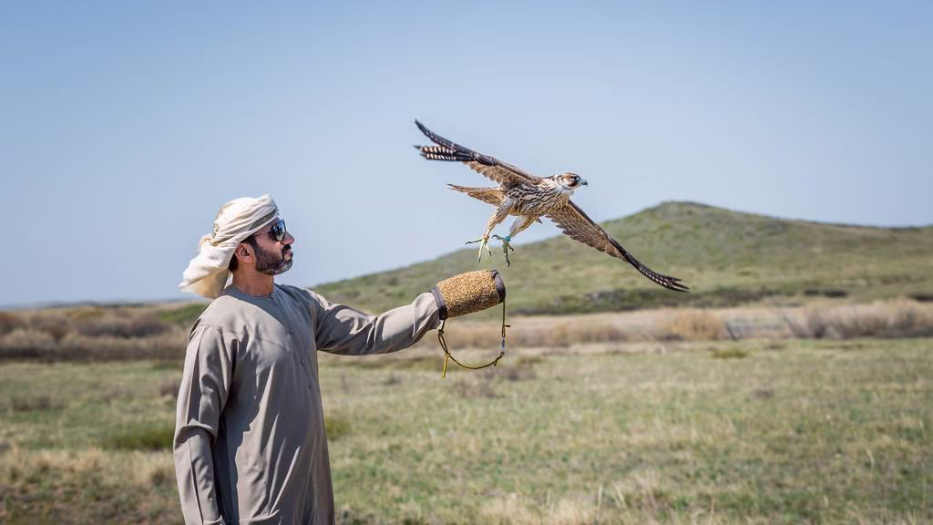 UAE released falcons