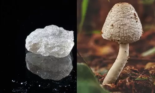 Australia becomes worlds first to legalize magic mushroom and MDMA Australia becomes worlds first to legalize magic mushroom and MDMA