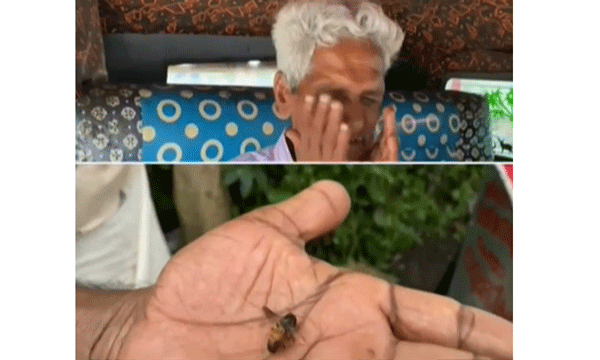 ആലപ്പുഴയില്‍ തേനീച്ച ആക്രമണം; നാല് പേര്‍ക്ക് പരിക്കേറ്റു