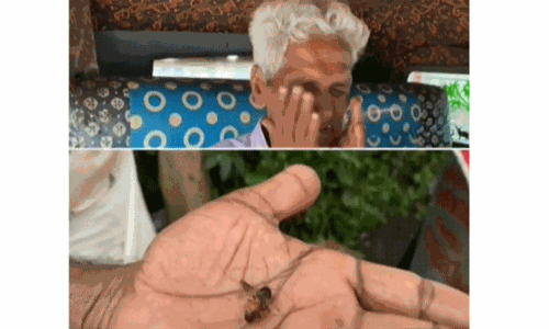 ആലപ്പുഴയില്‍ തേനീച്ച ആക്രമണം; നാല് പേര്‍ക്ക് പരിക്കേറ്റു