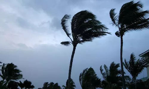Kasargod 6th class student dies after tree falls Kasargod 6th class student dies after tree falls