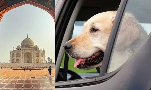Pet Dog Dies After Being Left In Locked Car By Owners On Taj Trip,latest national news,