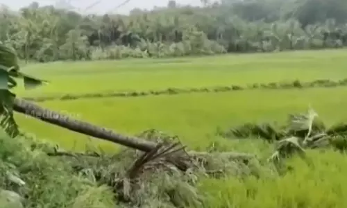 A woman died after a coconut tree fell on her in Vadackencherry