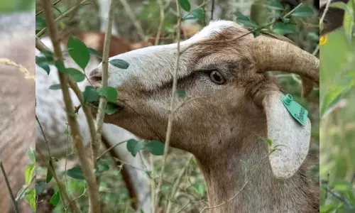 Chhattisgarh Man Chokes on Eye of Goat He Sacrificed in Ritual