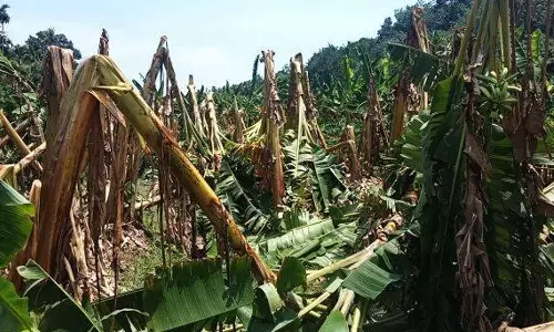 മഴ: കൃഷി വകുപ്പ് കൺട്രോൾ റൂമുകൾ തുറന്നു