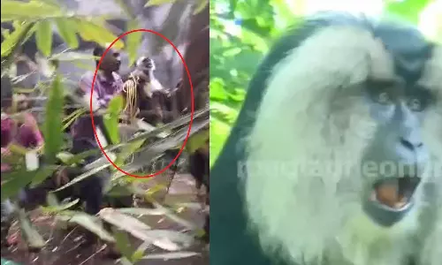 hanuman langur,hanuman langur,breaking news malayalam,ഒടുവില് പിടിയില്! തിരുവനന്തപുരം മൃഗശാലയിൽ നിന്ന് ചാടിപ്പോയ ഹനുമാൻ കുരങ്ങിനെ പിടികൂടി, hanuman langur,hanuman langur,breaking news malayalam,ഒടുവില് പിടിയില്! തിരുവനന്തപുരം മൃഗശാലയിൽ നിന്ന് ചാടിപ്പോയ ഹനുമാൻ കുരങ്ങിനെ പിടികൂടി,