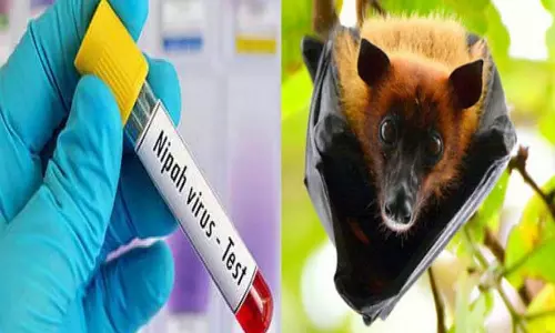 nipa virus nipa virus