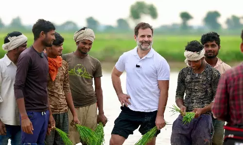 ഹരിയാനയിൽ കർഷകർക്കൊപ്പം ഞാറ് നട്ടും ട്രാക്ടർ ഓടിച്ചും രാഹുൽ ​ഗാന്ധി