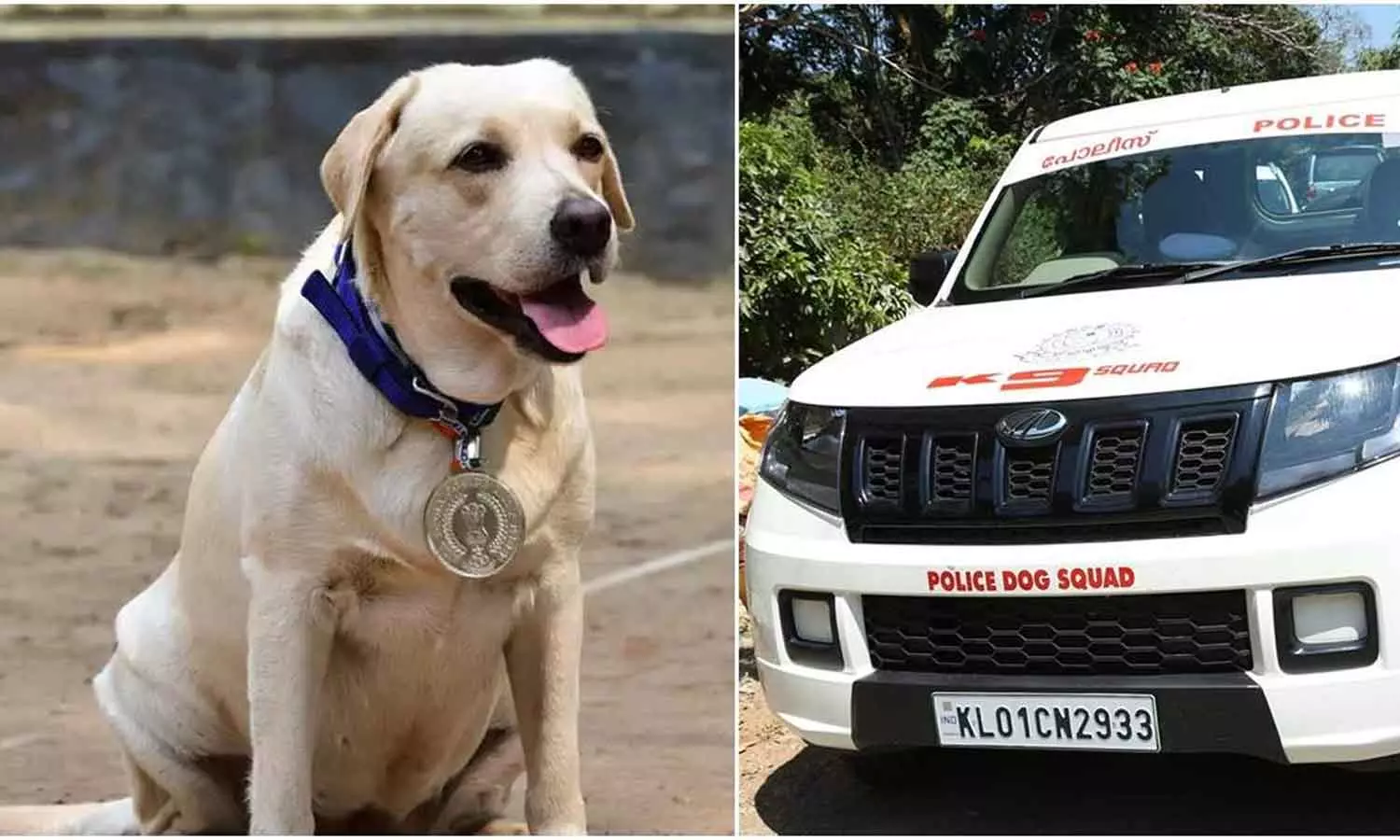 /kerala/irregularity-in-buying-police-dog-dog-training-center-nodal-officer-suspended-223901 /kerala/irregularity-in-buying-police-dog-dog-training-center-nodal-officer-suspended-223901