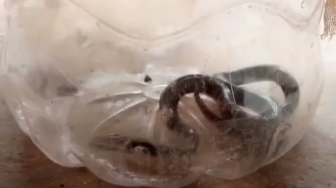 trapped the snake inside a bottle