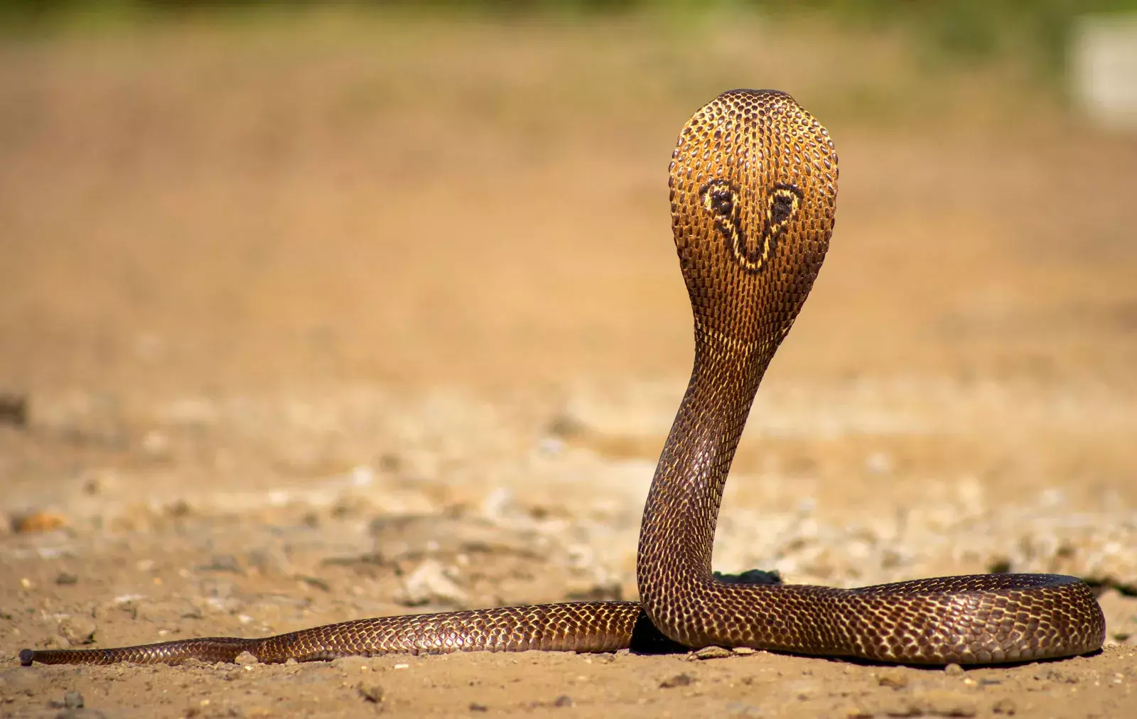 The housewife who was sleeping inside the house was bitten by a cobra and died,latest news malayalam The housewife who was sleeping inside the house was bitten by a cobra and died,latest news malayalam