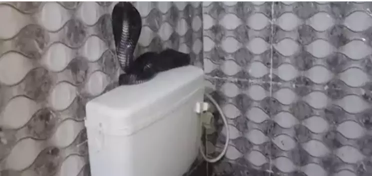 cobra snake cobra snake