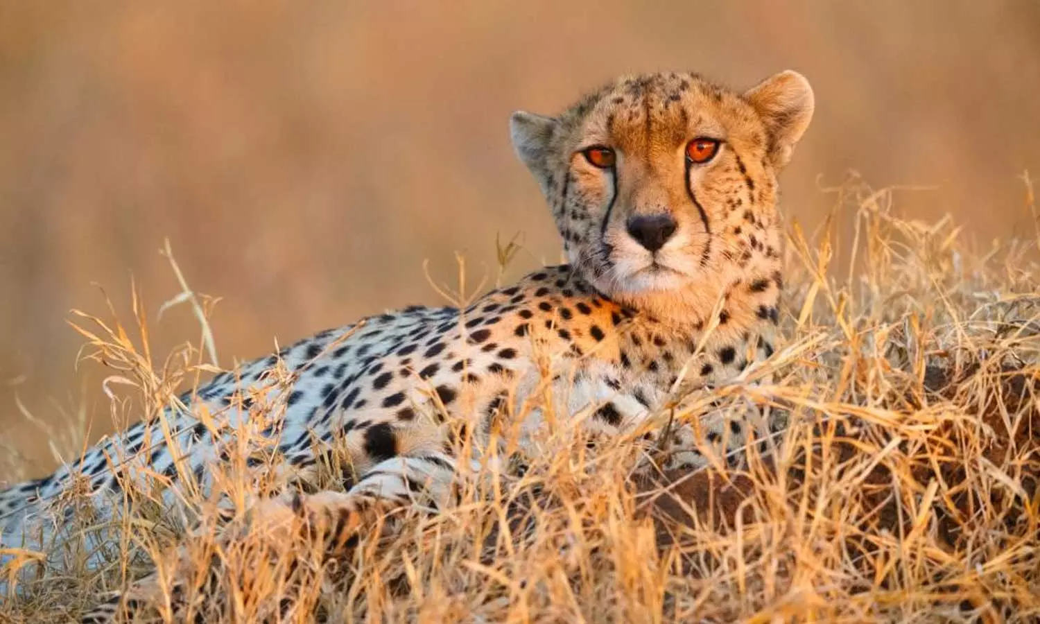 Kuno: Seventh cheetah dies in India Kuno: Seventh cheetah dies in India