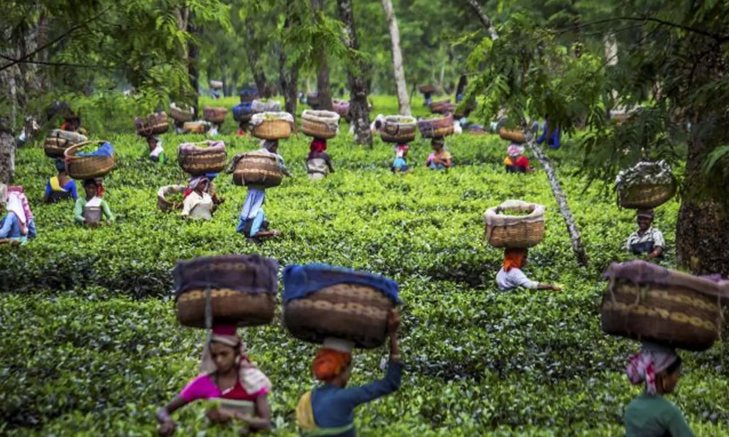 തോട്ടം തൊഴിലാളികളുടെ ബോണസ് തർക്കം ഉടൻ പരിഹരിക്കും; തൊഴിൽമന്ത്രി വിളിച്ച യോഗത്തിൽ തീരുമാനമായി തോട്ടം തൊഴിലാളികളുടെ ബോണസ് തർക്കം ഉടൻ പരിഹരിക്കും; തൊഴിൽമന്ത്രി വിളിച്ച യോഗത്തിൽ തീരുമാനമായി