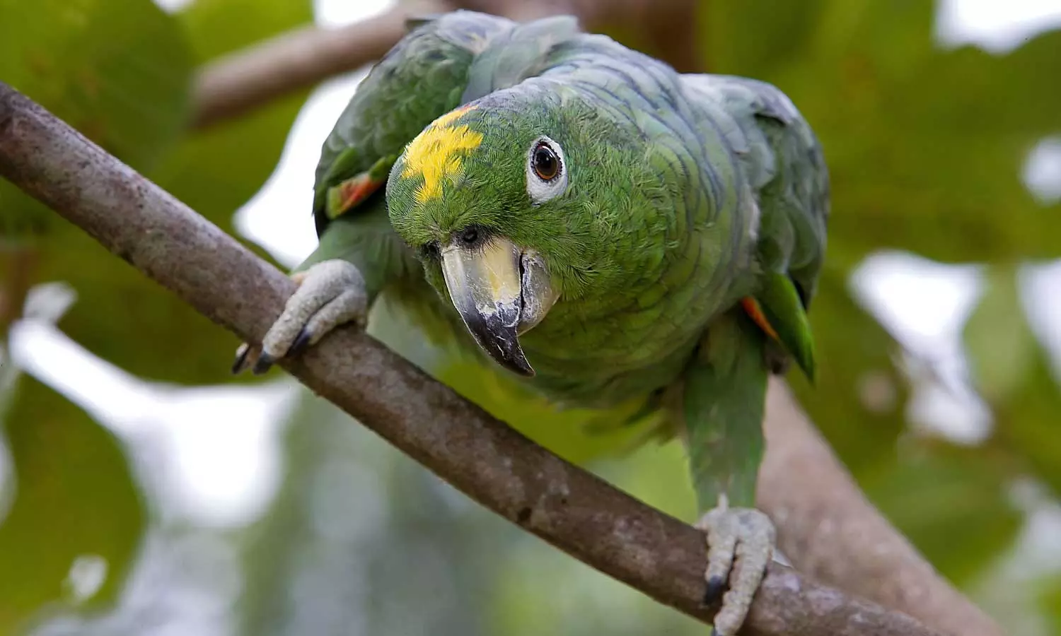 Screaming parrot uk confuses police Screaming parrot uk confuses police