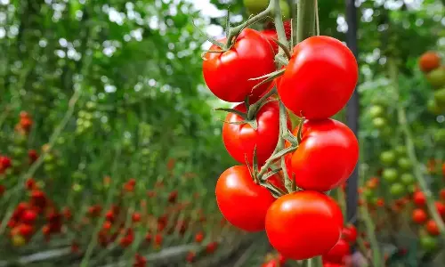 Meet Karnataka farmer who earned Rs 38 lakh by selling tomatoes