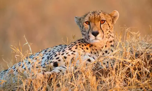 Kuno: Seventh cheetah dies in India