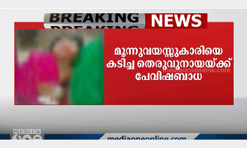 stray dog bit a three-year-old girl in  confirmed infected with fleas