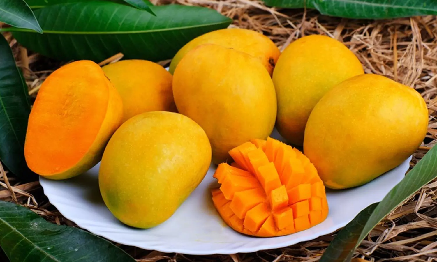 മാമ്പഴത്തിനൊപ്പം ഈ ഭക്ഷണങ്ങൾ കഴിക്കരുത്; കാരണം ഇതാണ് മാമ്പഴത്തിനൊപ്പം ഈ ഭക്ഷണങ്ങൾ കഴിക്കരുത്; കാരണം ഇതാണ്