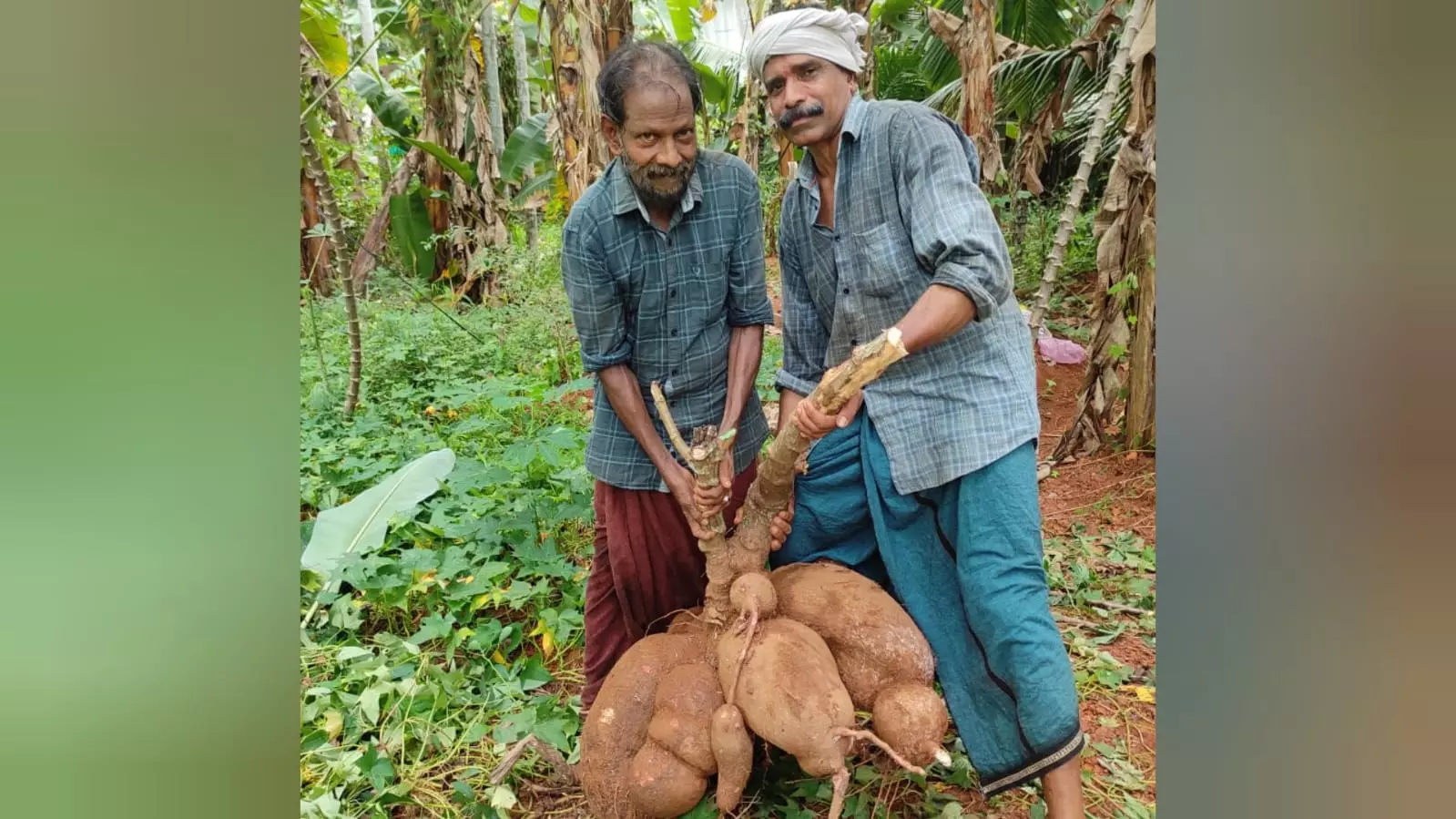 58 കിലോ ഭാരം.. ബാലരാമൻ കൃഷി ചെയ്ത ഒന്നൊന്നര കപ്പ; കാണാൻ നാട്ടുകാരുടെ തിരക്ക് 58 കിലോ ഭാരം.. ബാലരാമൻ കൃഷി ചെയ്ത ഒന്നൊന്നര കപ്പ; കാണാൻ നാട്ടുകാരുടെ തിരക്ക്