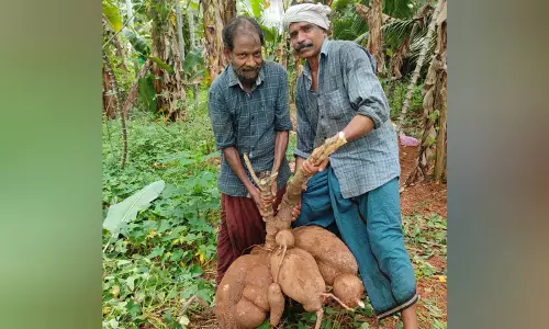 58 കിലോ ഭാരം.. ബാലരാമൻ കൃഷി ചെയ്ത ഒന്നൊന്നര കപ്പ; കാണാൻ നാട്ടുകാരുടെ തിരക്ക് 58 കിലോ ഭാരം.. ബാലരാമൻ കൃഷി ചെയ്ത ഒന്നൊന്നര കപ്പ; കാണാൻ നാട്ടുകാരുടെ തിരക്ക്