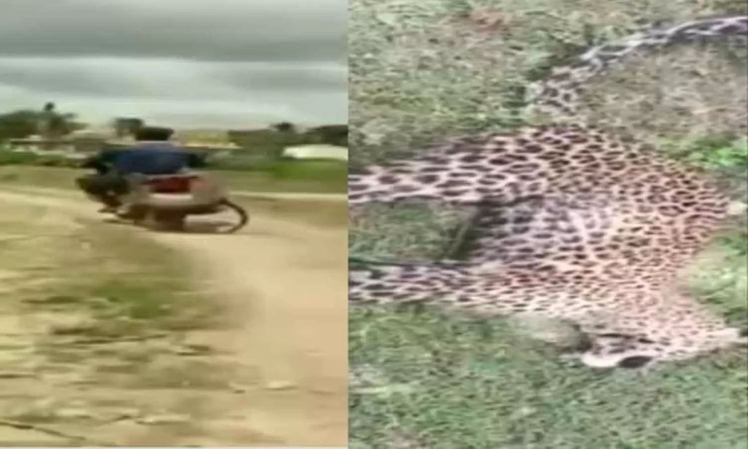 Karnataka man ties leopard to bike with rope, rides to forest department Karnataka man ties leopard to bike with rope, rides to forest department