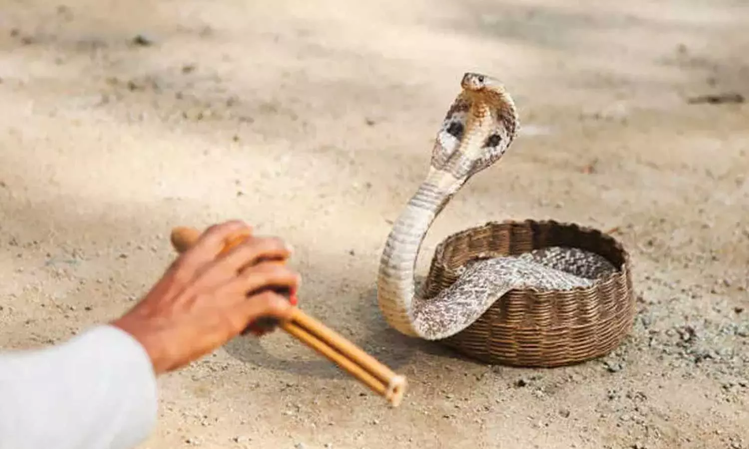 The woman who killed her lover by giving a quotation to a snake charmer is absconding