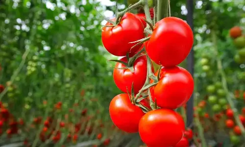 murder,crime news, tomato farmer,tomato price hike,Andhra farmer guarding tomato crop killed,Andhra farmerkilled,latest national news,തക്കാളി കര്‍ഷകനെ കൊലപ്പെടുത്തി,തക്കാളി വില കുതിച്ചുയരുന്നു,തക്കാളിക്ക് വിലകൂടി,തക്കാളി കര്‍ഷകര്‍