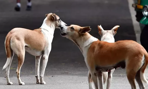 തെരുവുനായ ആക്രമണം: അഞ്ചുവയസുകാരന് ഗുരുതര പരിക്ക്