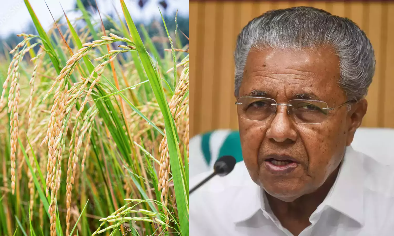 നെല്ലുവില വിതരണം രണ്ടാഴ്ചയ്ക്കുള്ളില് നടത്തണമെന്ന് മുഖ്യമന്തി നെല്ലുവില വിതരണം രണ്ടാഴ്ചയ്ക്കുള്ളില് നടത്തണമെന്ന് മുഖ്യമന്തി