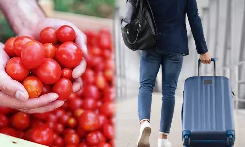 Tomato price hike, 10 kilograms of tomatoes,Woman carries 10 kg tomatoes from Dubai to India at mom’s request,viral news,തക്കാളി വില വര്‍ധന,10 കിലോ തക്കാളി സമ്മാനിച്ച് മകള്‍,തക്കാളി സമ്മാനം,അമ്മക്ക് 10 കിലോ സമ്മാനവുമായി മകള്‍