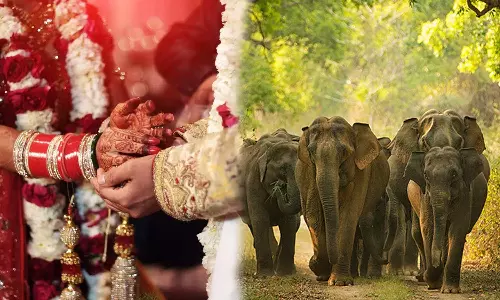 വിവാഹപ്പന്തലിൽ ആനക്കൂട്ടം;  ബൈക്കിൽ കയറി രക്ഷപ്പെട്ട് വധൂവരന്മാർ