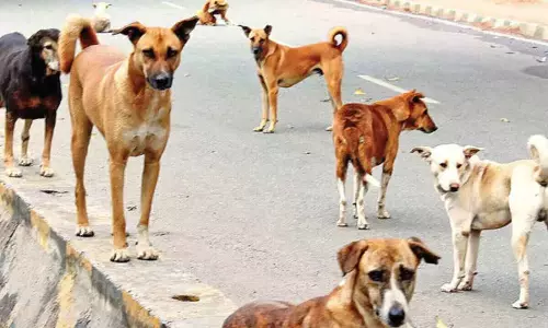 തെരുവുനായ ആക്രമണം: വടകരയിൽ ഏഴുപേർക്ക് കടിയേറ്റു
